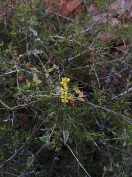 صورة Cottsia californica (Benth.) W. R. Anderson & C. Davis