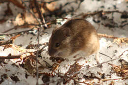 Image of Striped Field Mouse