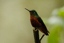 Image of Chestnut-breasted Coronet