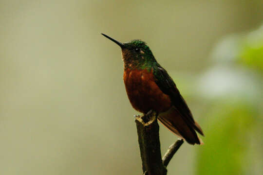 Image of Chestnut-breasted Coronet