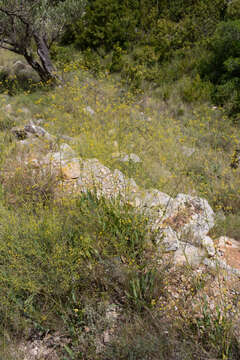 Bupleurum rigidum L. resmi