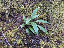 Image of Celmisia verbascifolia Hook. fil.