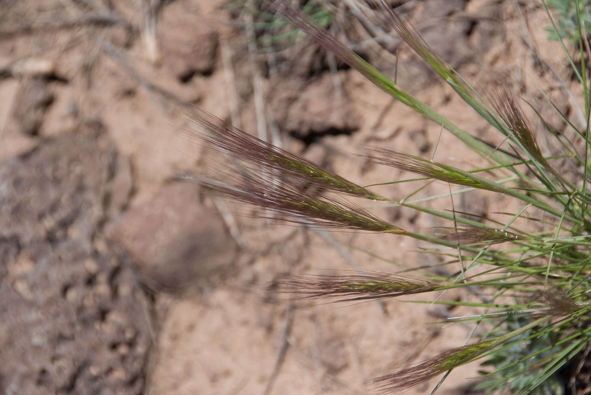 Imagem de Elymus elymoides (Raf.) Swezey