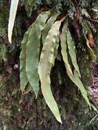 Elaphoglossum paleaceum (Hook. & Grev.) Sledge resmi