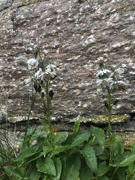 Image of alpine rattlesnakeroot