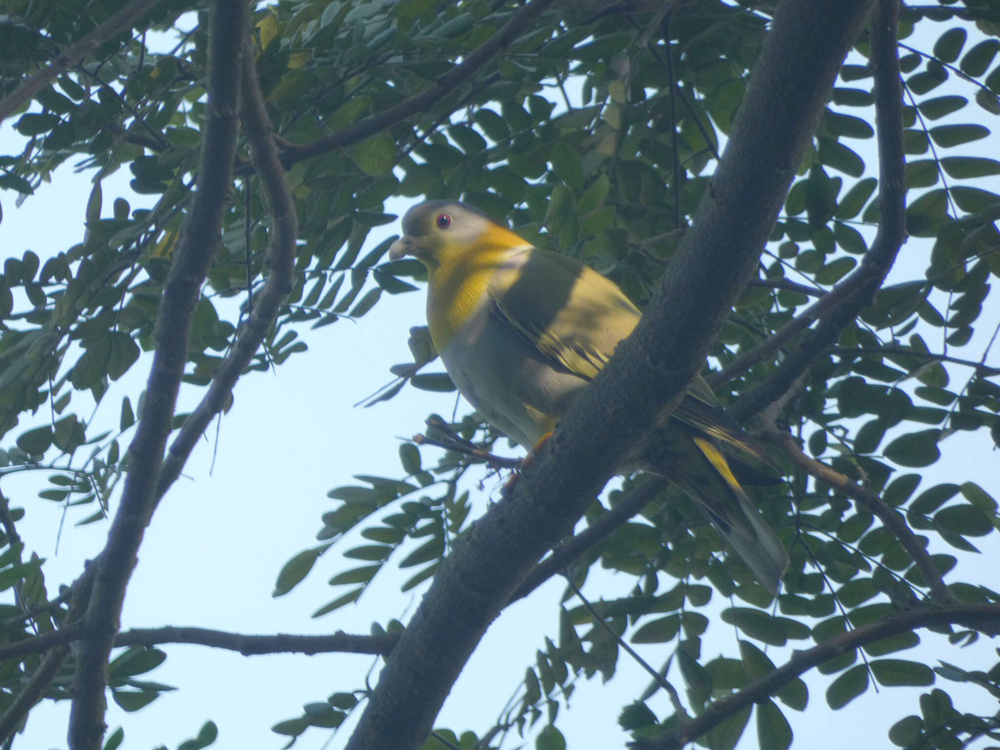 Image of Yellow-footed Green Pigeon