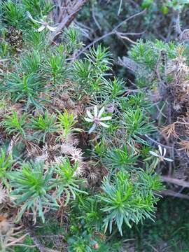 Imagem de Olearia glutinosa (Lindl.) Benth.