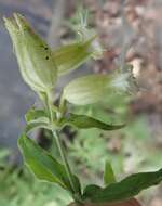 Image of Menzies' campion