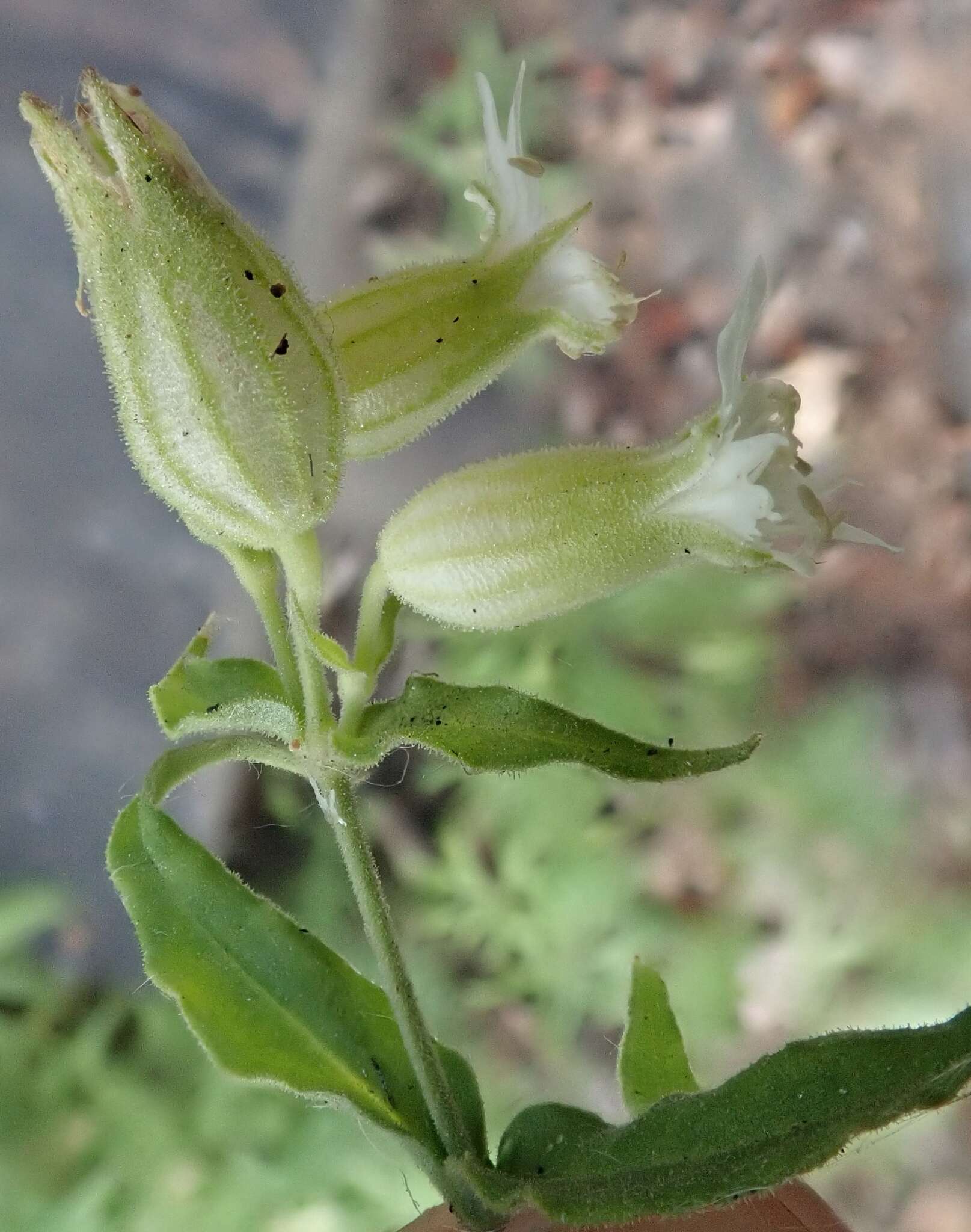 Image of Menzies' campion