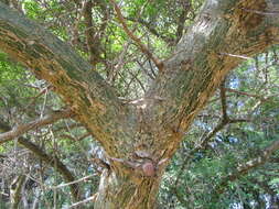 Image of Sweet-root corkwood