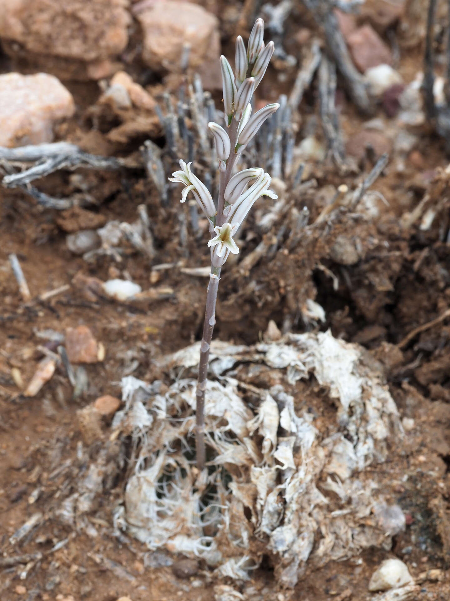 Image of Haworthia decipiens Poelln.