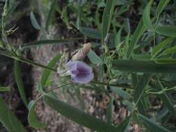 Plancia ëd Clitoria triflora S. Watson