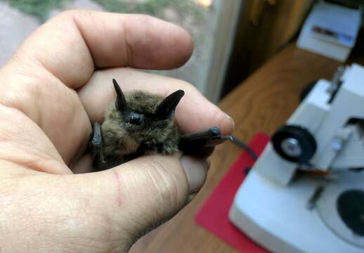 Myotis leibii (Audubon & Bachman 1842) resmi