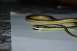 صورة Dendrelaphis subocularis (Boulenger 1888)