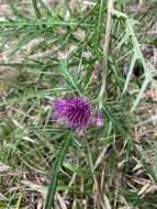 Image of <i>Cirsium tatakaense</i>