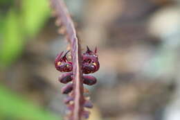 Image of Bulbophyllum scaberulum (Rolfe) Bolus