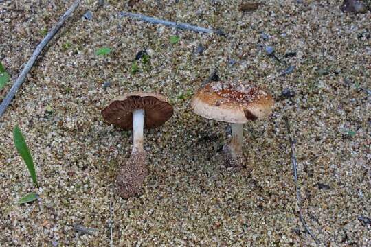 Plancia ëd Hebeloma cylindrosporum Romagn. 1965