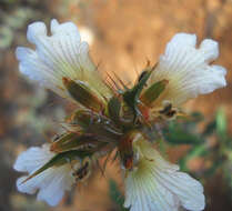 Blepharis capensis (L. fil.) Pers. resmi