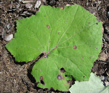 Imagem de Puccinia poarum Nielsen 1877