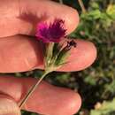 Image of Dianthus balbisii subsp. balbisii