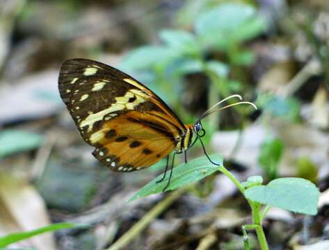 Imagem de Tithorea harmonia pseudethra Butler 1873