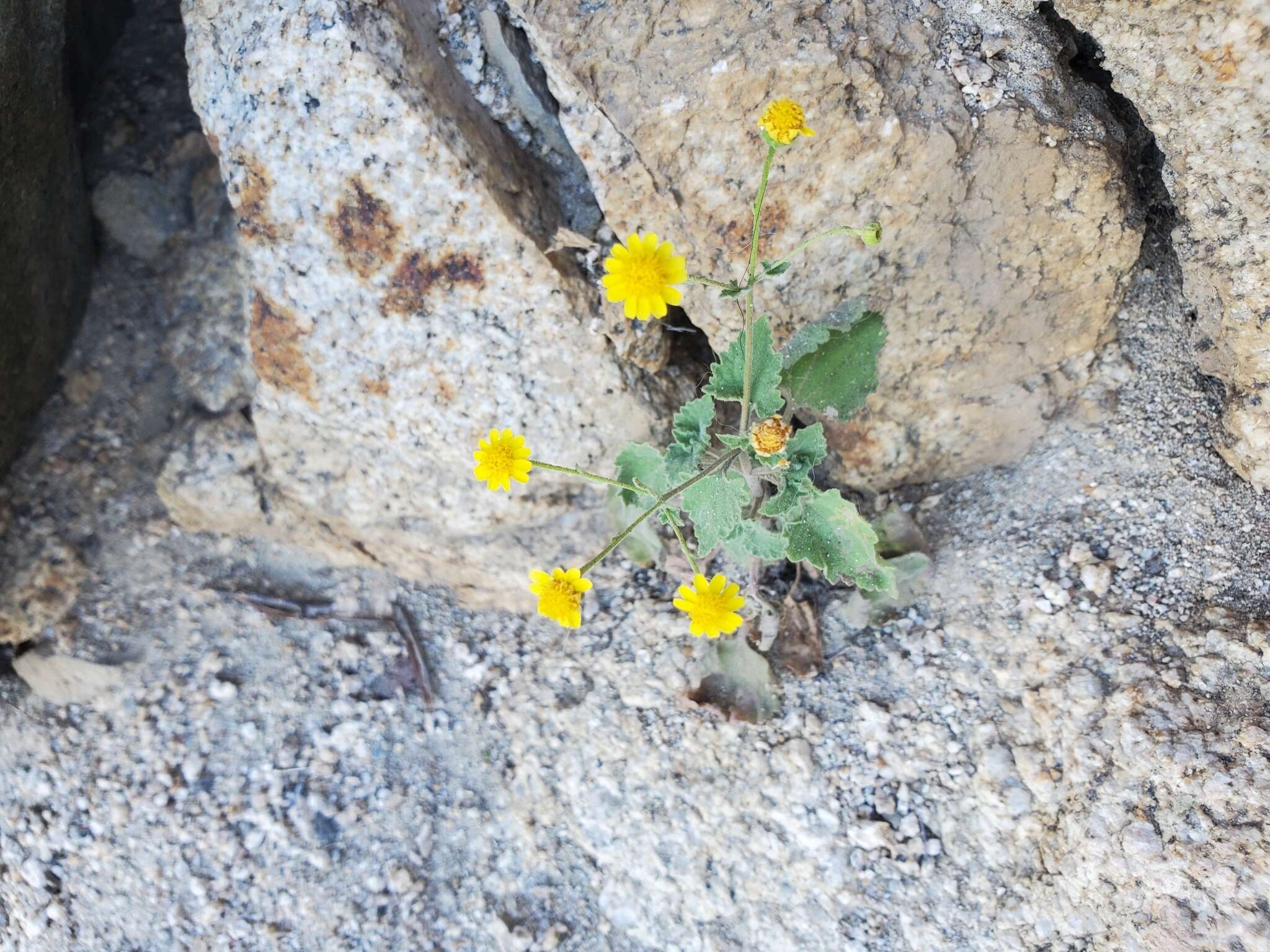 Image of Perityle cuneata Brandeg.