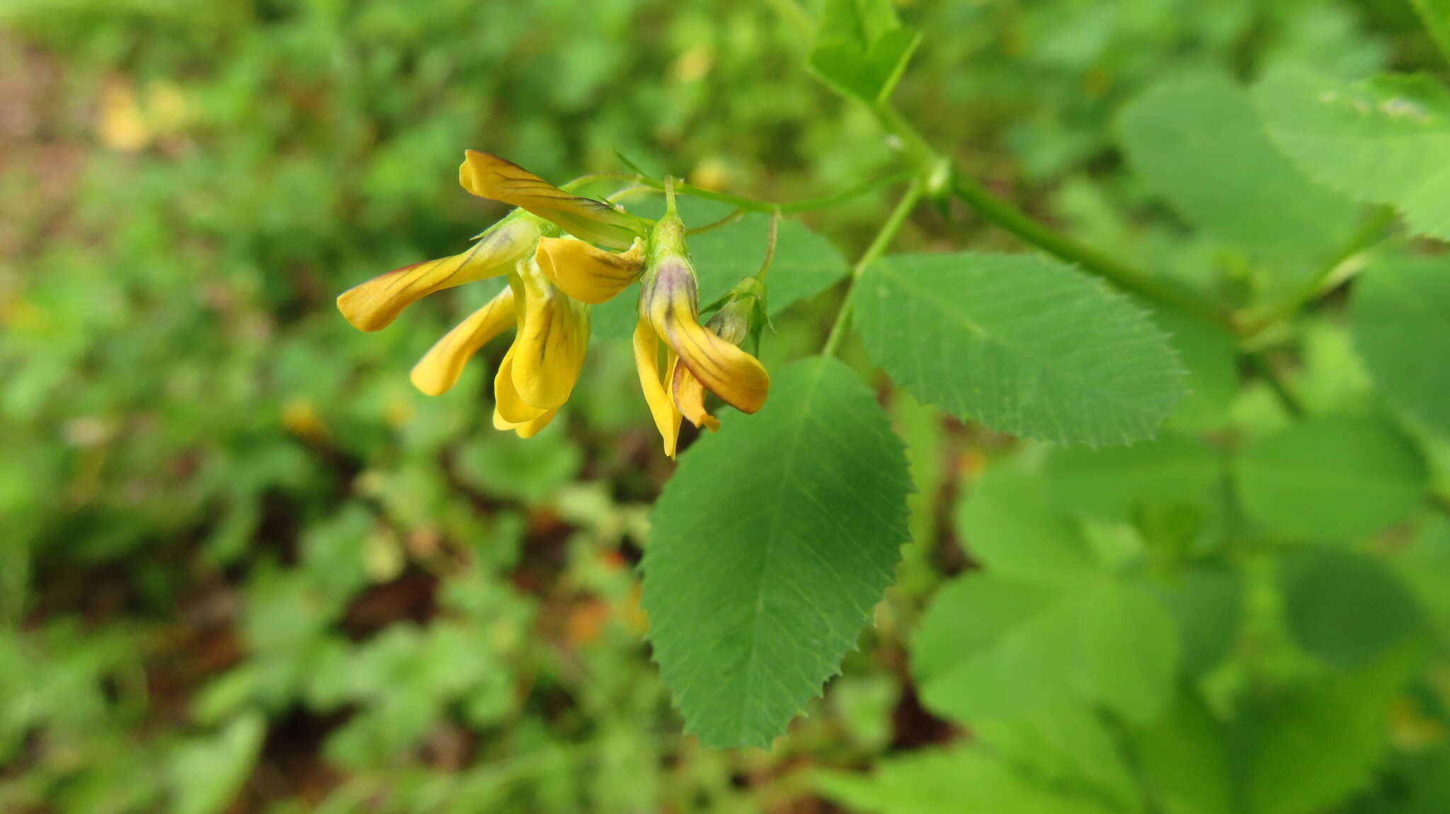 Plancia ëd Medicago platycarpa (L.) Trautv.