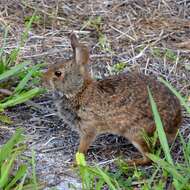 Image of Key Rabbit