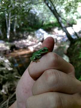 Image of Thorny Spikethumb Frog