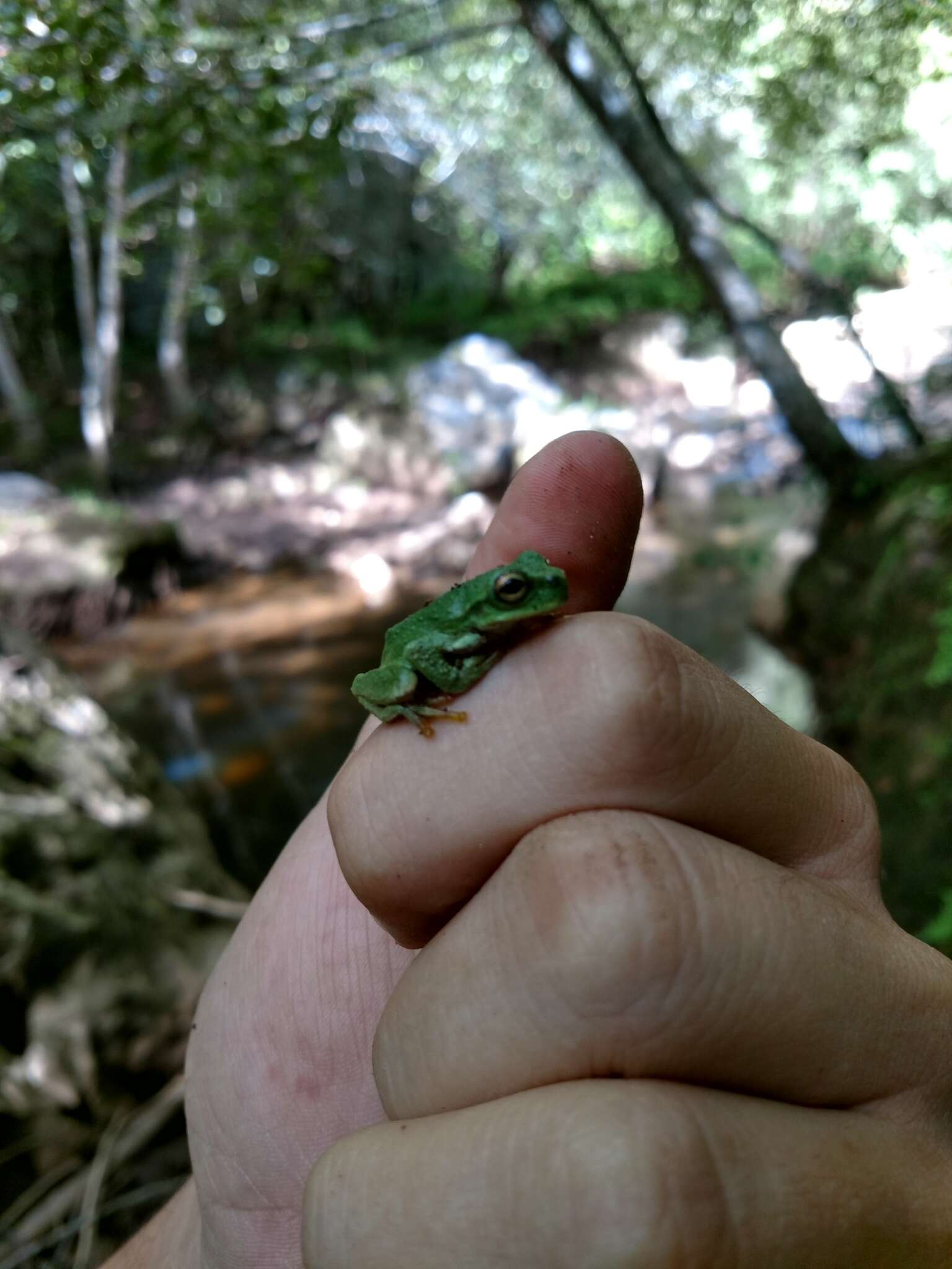 Imagem de Plectrohyla acanthodes Duellman & Campbell 1992