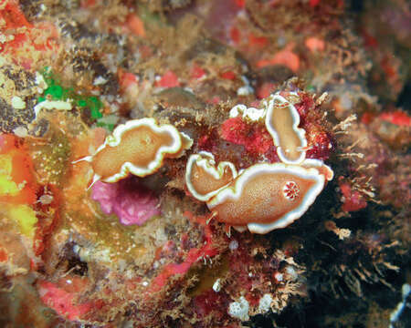 Image of Red-margined orange slug