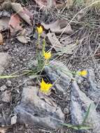 Image of Tigridia dugesii S. Watson