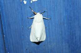 Image of water ermine