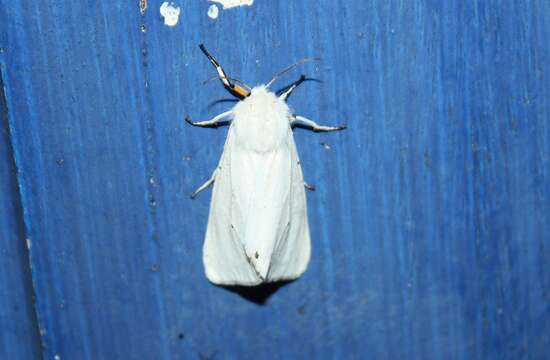 Image of water ermine