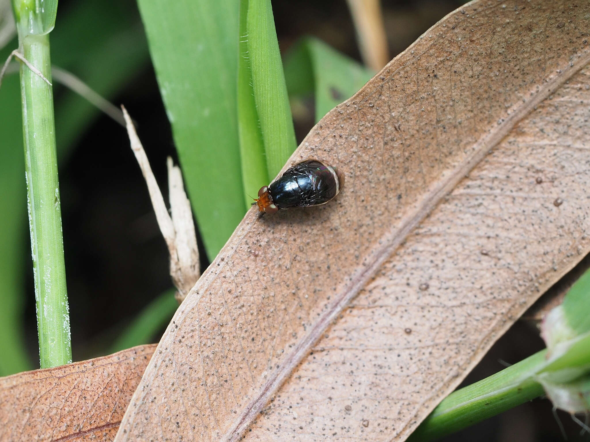 Слика од Depressa striatipennis Malloch 1927