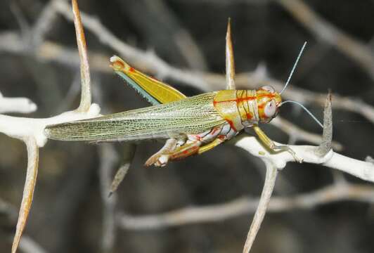 Image of Poecilotettix sanguineus Scudder & S. H. 1897