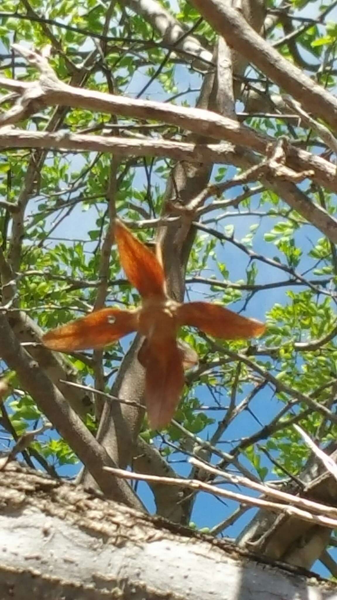 Image of Foetidia macrocarpa Bosser