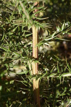 Image of Echinops spinosissimus subsp. neumayeri (Vis.) Kozuharov