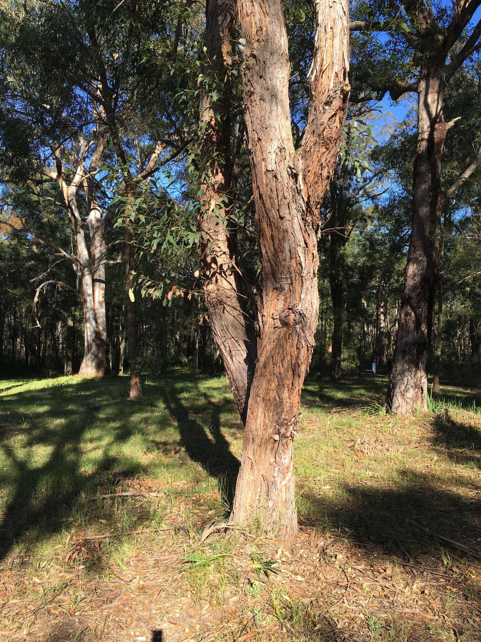 Image of Eucalyptus notabilis Maiden