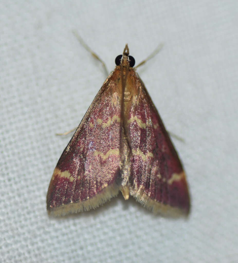 Image of Raspberry Pyrausta