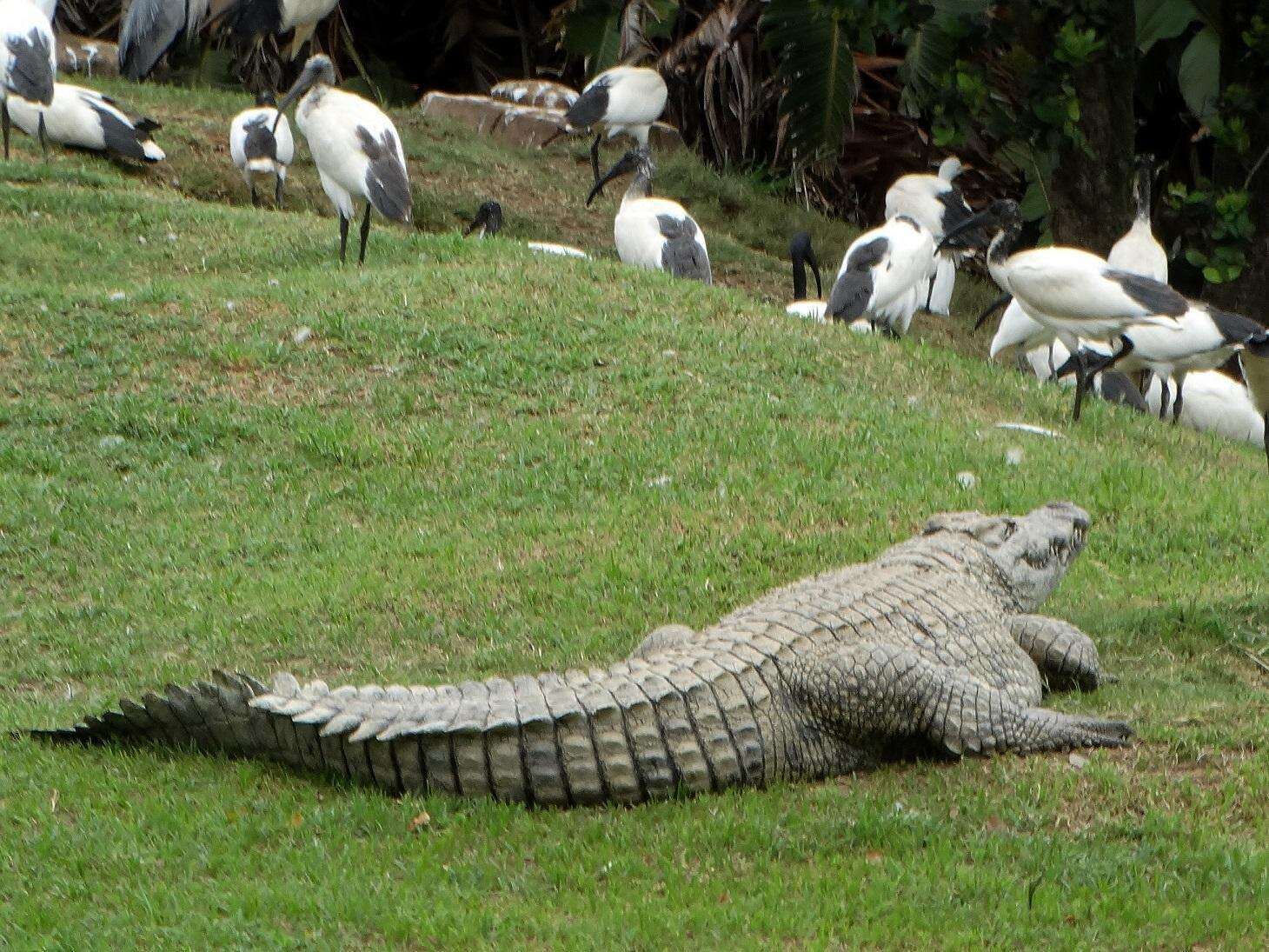 Image of Nile crocodile