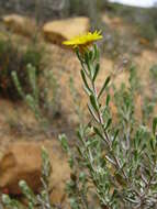 Plancia ëd Oedera relhanioides (Schltr.) N. G. Bergh