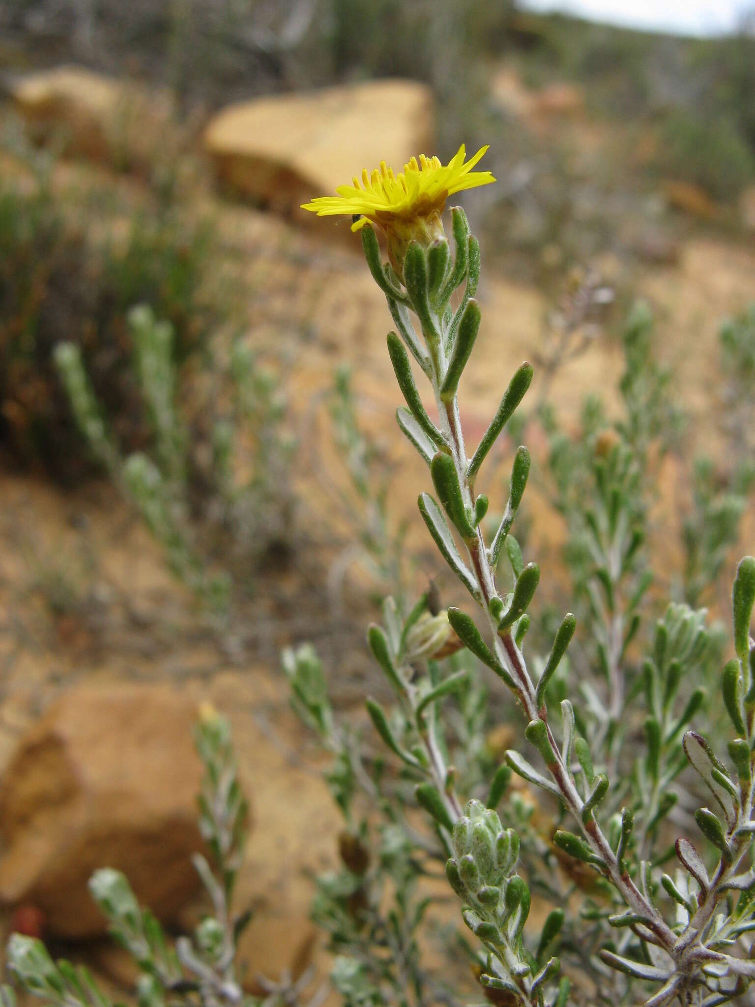 Imagem de Oedera relhanioides (Schltr.) N. G. Bergh