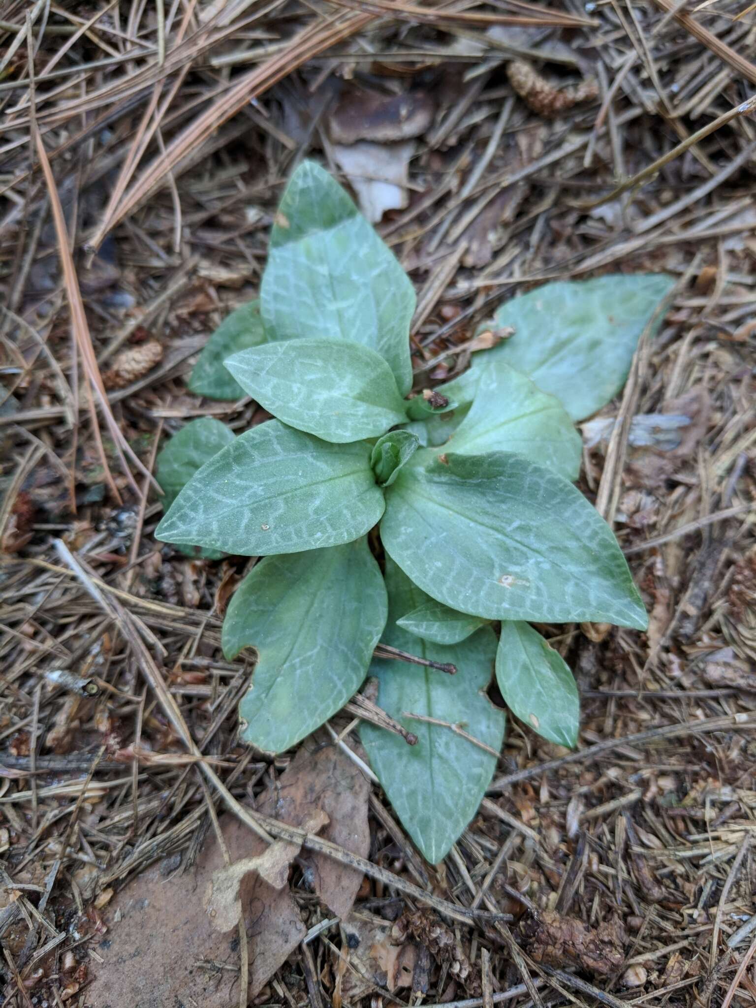 Image of Checkered rattlesnake plantain