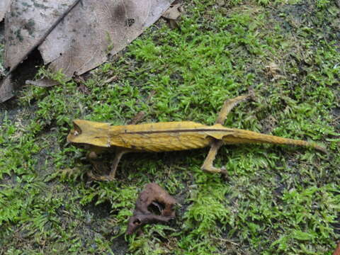 Image of Marojejy Leaf Chameleon