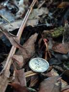 Plancia ëd Mycena ura Segedin 1991