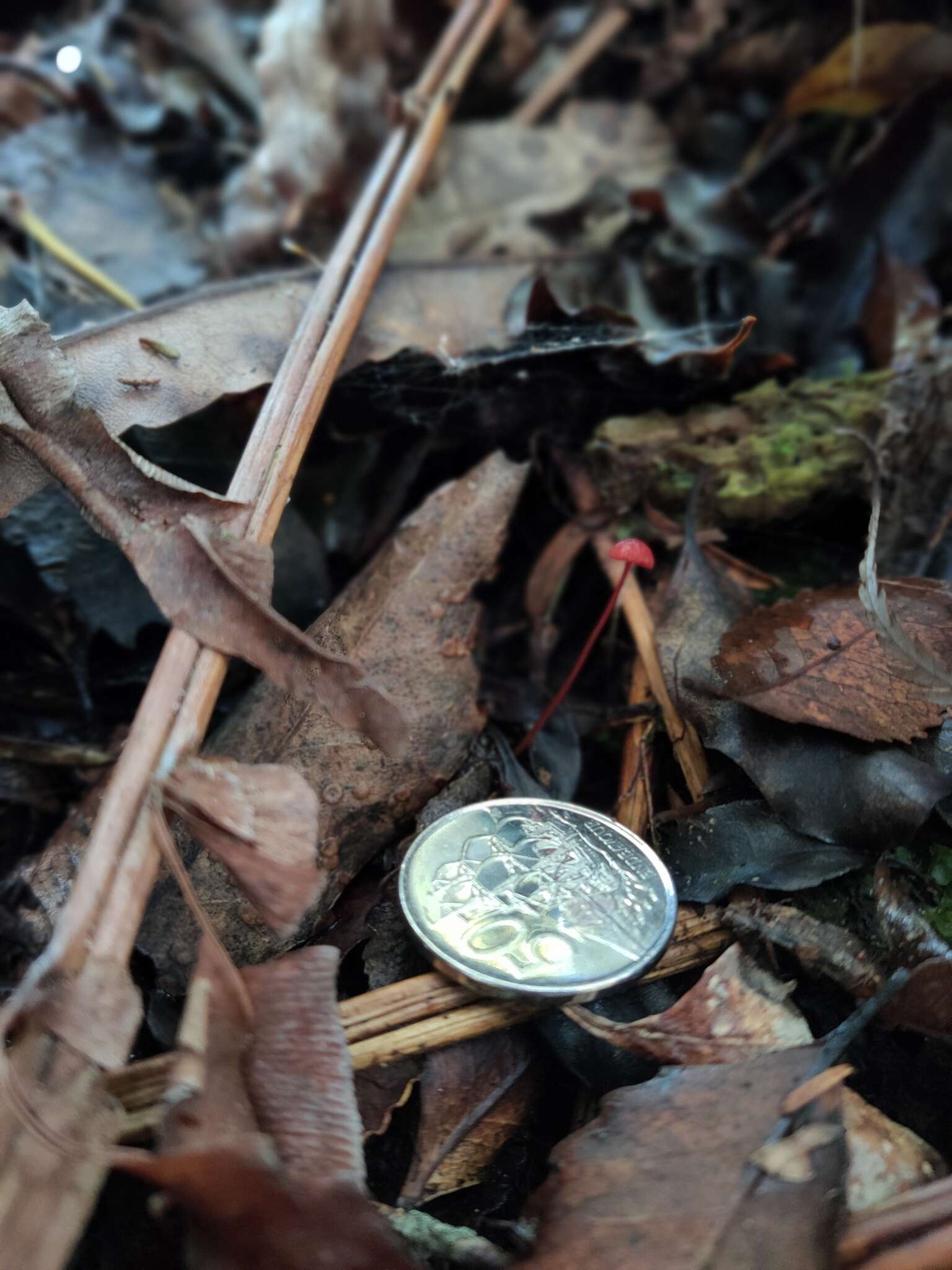 Sivun Mycena ura Segedin 1991 kuva