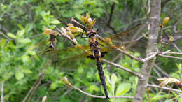 Image of eurasian baskettail