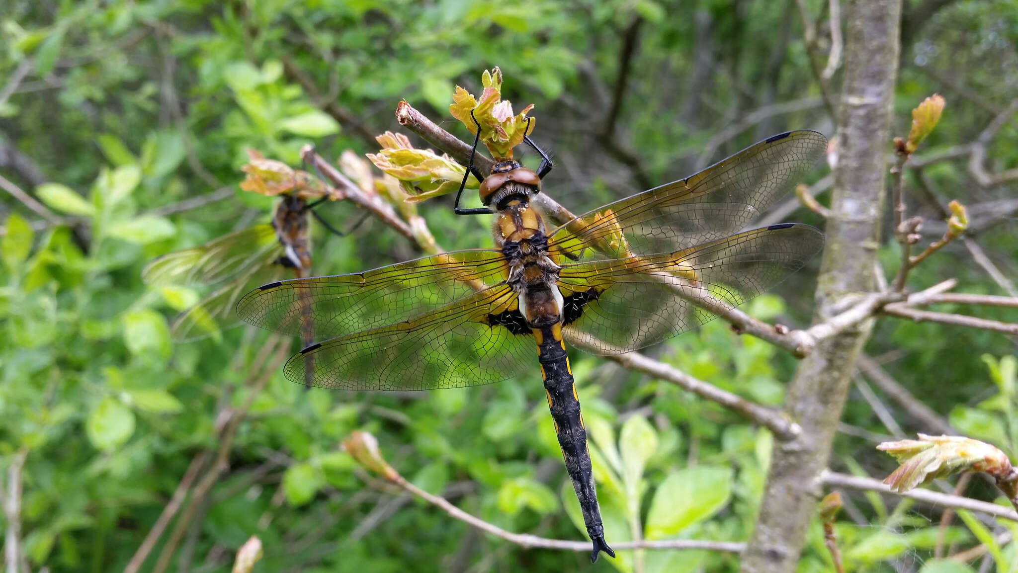 Image of eurasian baskettail