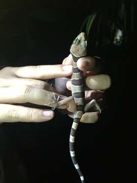 Image of Malayan Forest Gecko